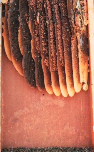 Mézelő méh, Apis mellifera Linnaeus (Hymenoptera: Apidae), falüregben fészkel.  Fotó: A. Sparks, Jr.