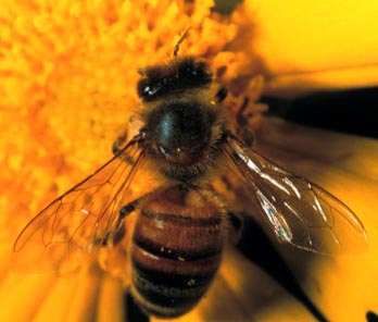Mézelő méh, Apis mellifera Linnaeus (Hymenoptera: Apidae), munkás.   Fotó: Drees.