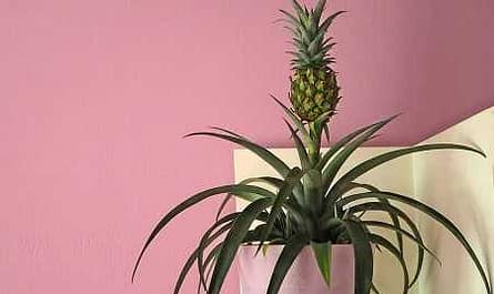 Növekvő ananász