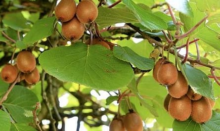 kiwi fa