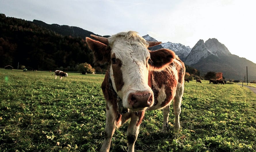 Tehenek több embert ölnek meg mint a cápák.