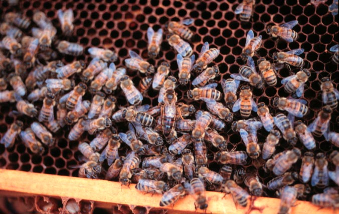 Mézelő méh, Apis mellifera Linnaeus (Hymenoptera: Apidae), telep királynővel.  Fotó: Drees.