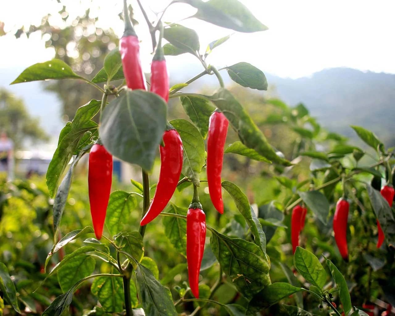 Miért egészséges a chili paprika