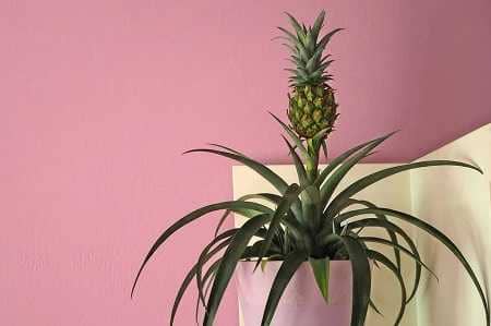 Növekvő ananász