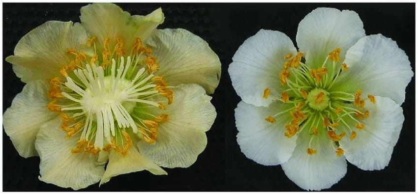 kiwi virág, hím és nőstény