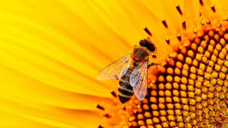 Miért Fontosak a Méhek