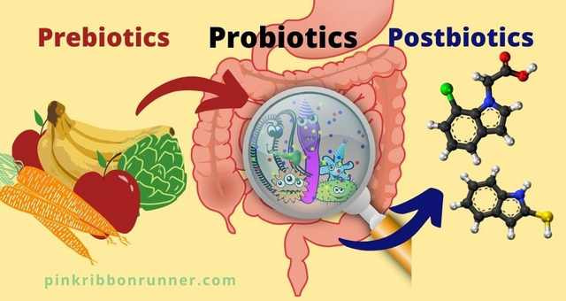 Gyomorbaktériumok Prebiotikumok és Postbiotikumok